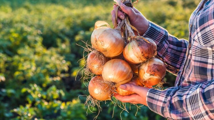 Cadena agroalimentaria garantiza abastecimiento de papa y cebolla y refuerza acciones contra el contrabando en Tierras Altas