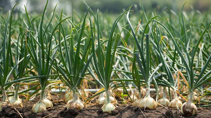 Cadena agroalimentaria garantiza abastecimiento de papa y cebolla y refuerza acciones contra el contrabando en Tierras Altas