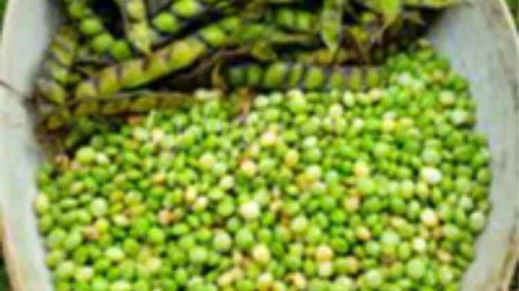 Estudio confirma que el guandú congelado mantiene su olor y sabor hasta por 75 días