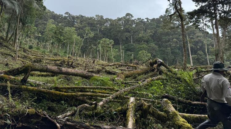 MiAMBIENTE detecta tala ilegal en el Parque Nacional Volcán Barú durante operativo de control y vigilancia