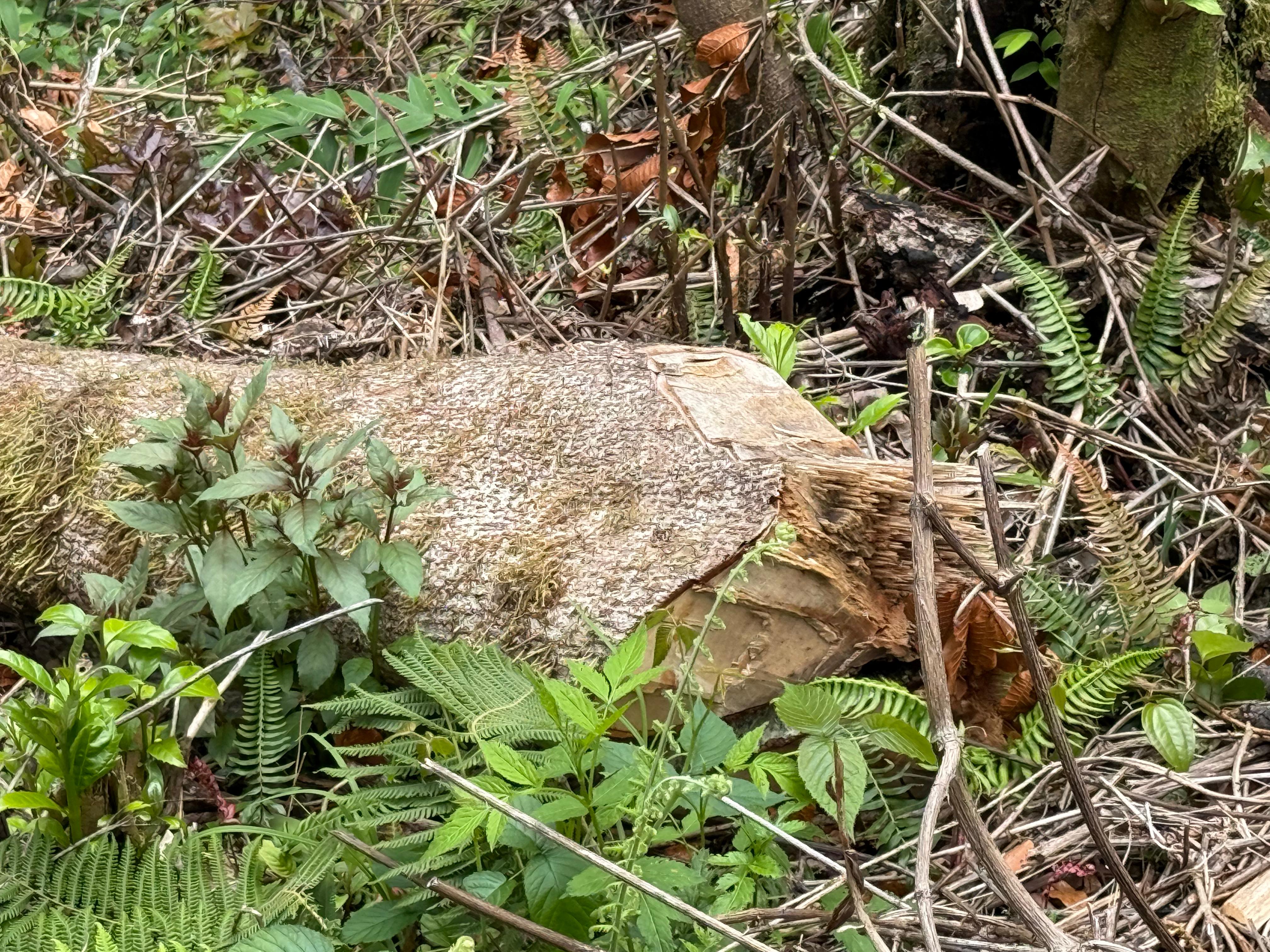MiAMBIENTE detecta tala ilegal en el Parque Nacional Volcán Barú durante operativo de control y vigilancia