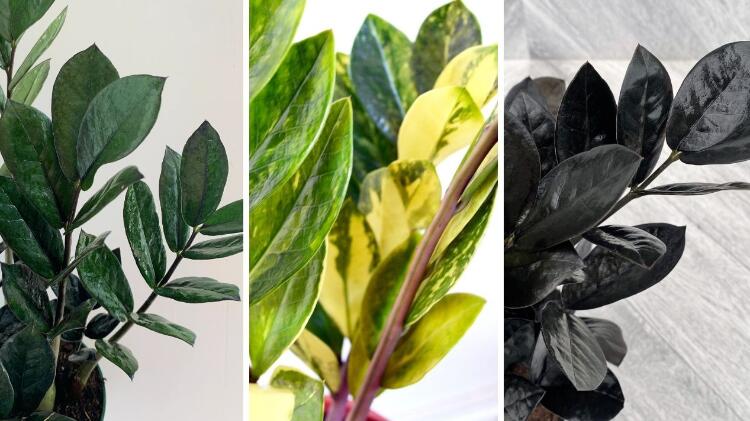 Zamioculca: la planta resistente y elegante que conquista los hogares panameños