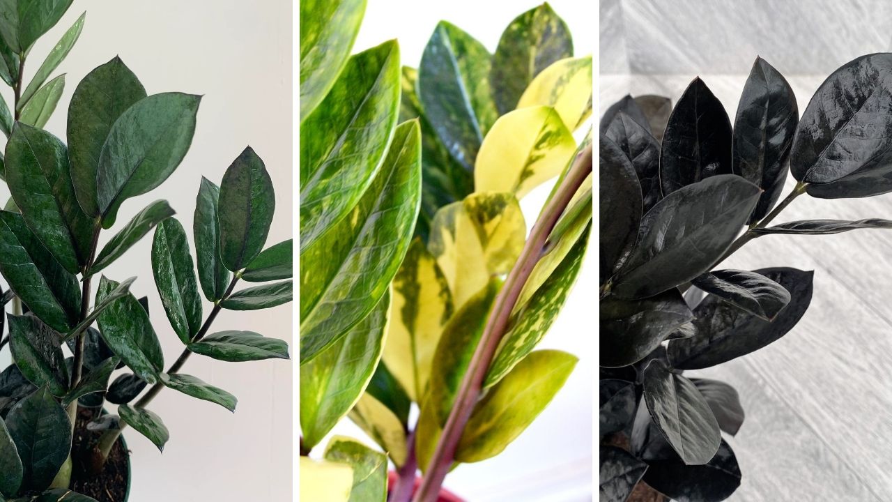 Zamioculca: la planta resistente y elegante que conquista los hogares panameños