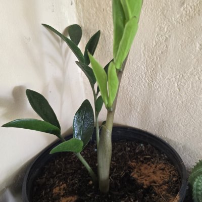Zamioculca Zamicro