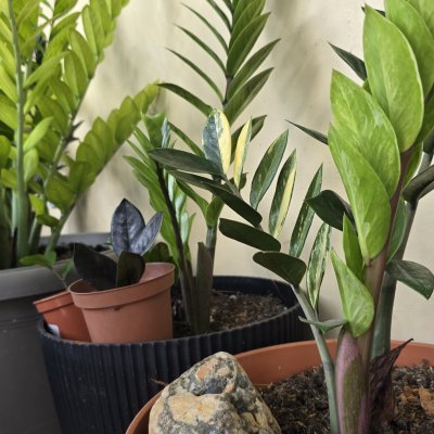 Zamioculcas varias
