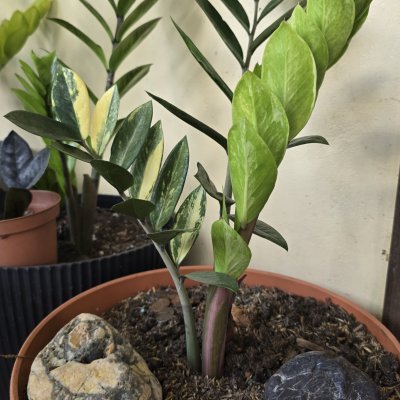 Zamioculca Variegata (Variegada)