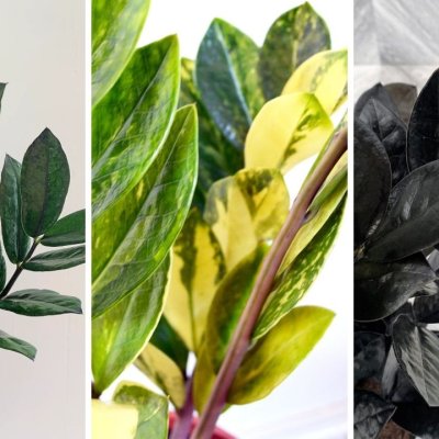 Zamioculca ZZ Común, Zamiaosculca Variegata y Zamiaosculca Raven