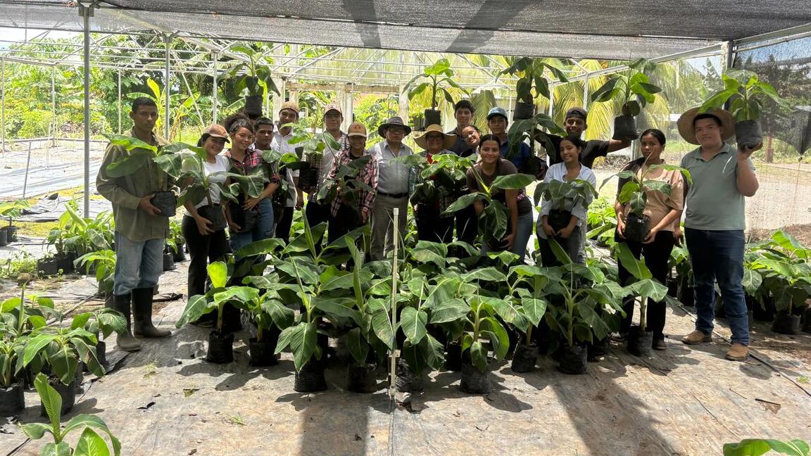 ESTUDIANTES DEL IPT DE SAN ANDRÉS PARTICIPAN EN LA PRODUCCIÓN DE SEMILLA DE PLÁTANO JUNTO AL IDIAP EN ALANJE