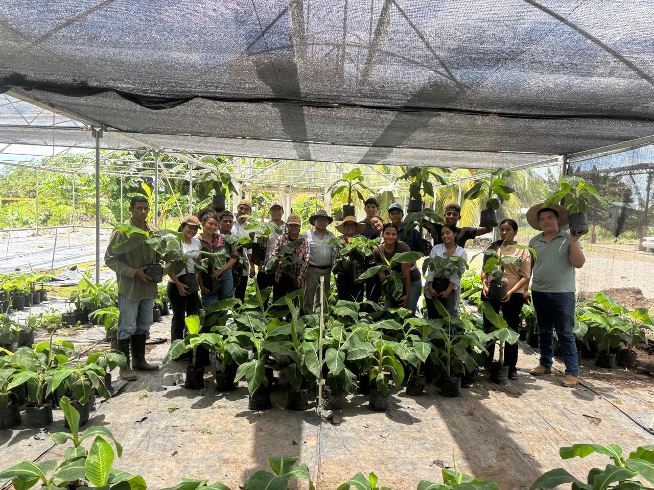 ESTUDIANTES DEL IPT DE SAN ANDRÉS PARTICIPAN EN LA PRODUCCIÓN DE SEMILLA DE PLÁTANO JUNTO AL IDIAP EN ALANJE