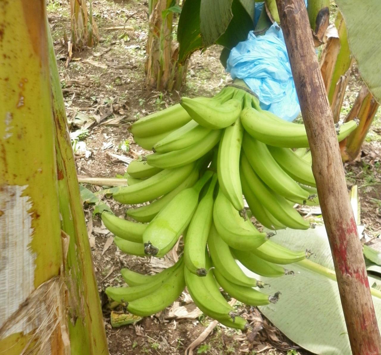 MIDA recomienda el uso de biotecnología para mejorar la producción de plátano en Barú
