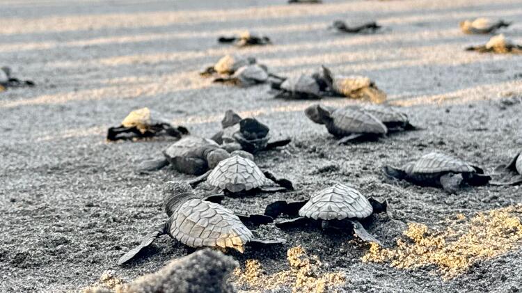 Conservación en acción en el Refugio Playa La Barqueta Agrícola