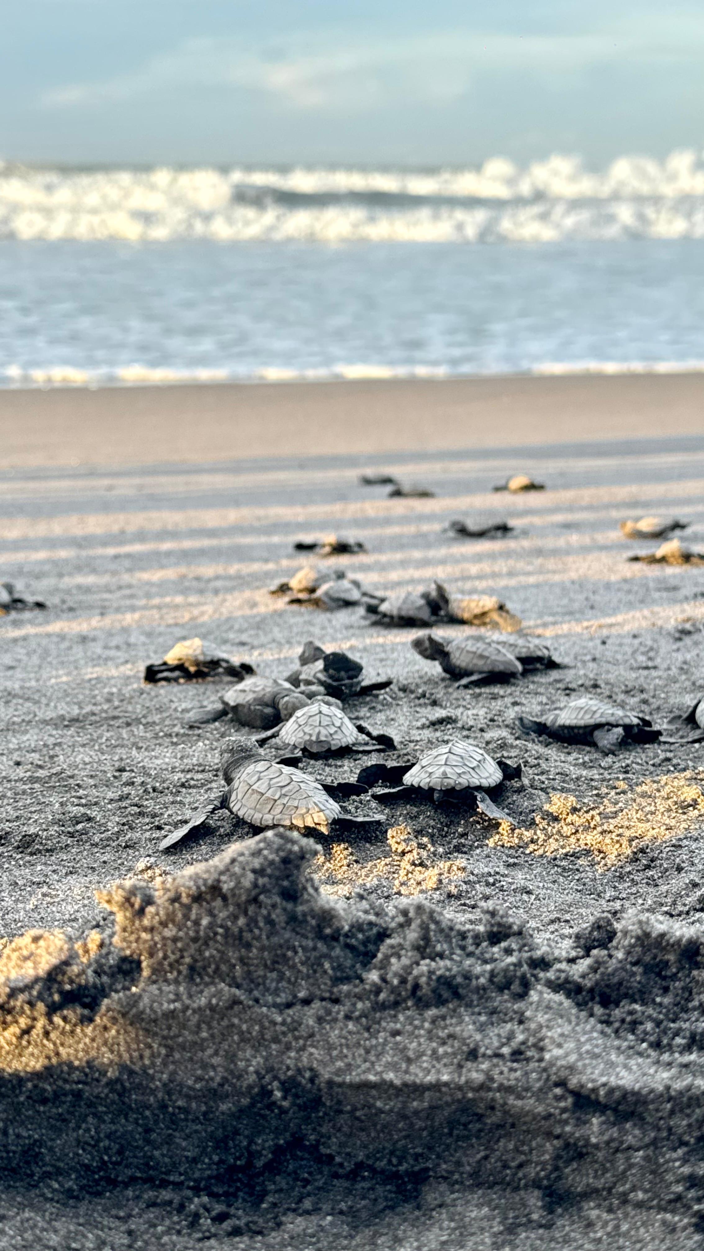 Conservación en acción en el Refugio Playa La Barqueta Agrícola